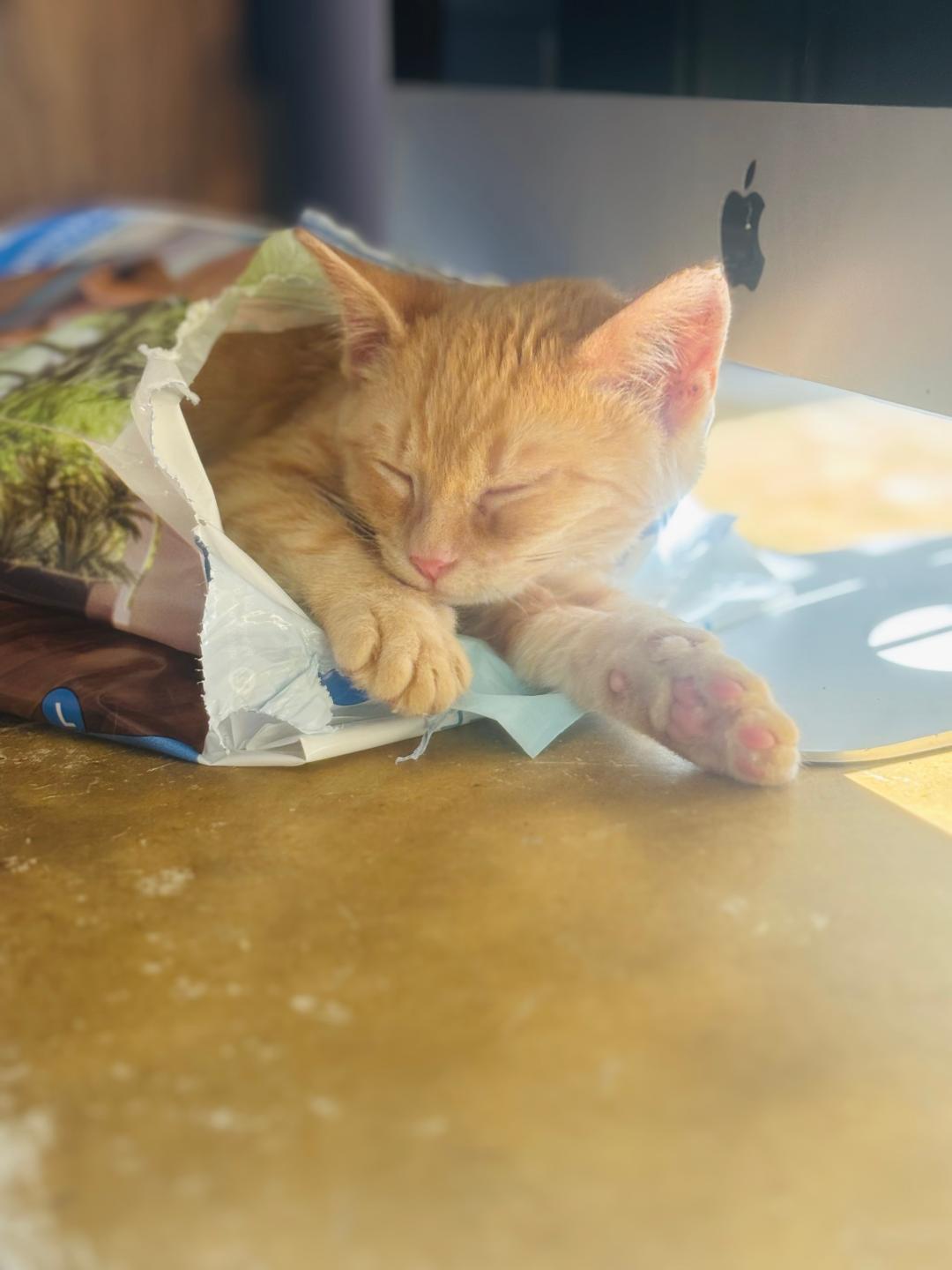 Enlarge Timmy, a Adoptable Domestic Short Hair in BEVERLY HILLS, CA image 2/4