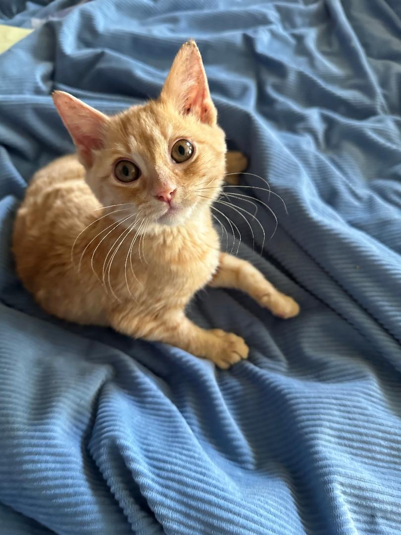 Enlarge Timmy, a Adoptable Domestic Short Hair in BEVERLY HILLS, CA image 3/4