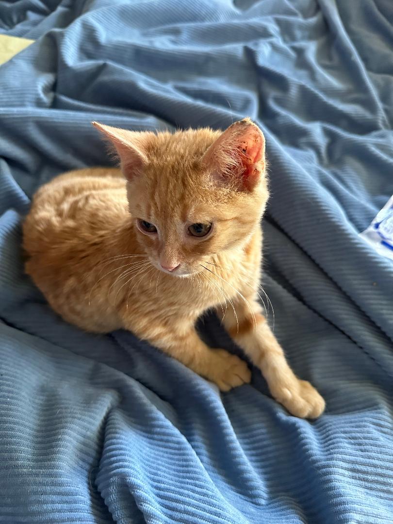 Enlarge Timmy, a Adoptable Domestic Short Hair in BEVERLY HILLS, CA image 4/4