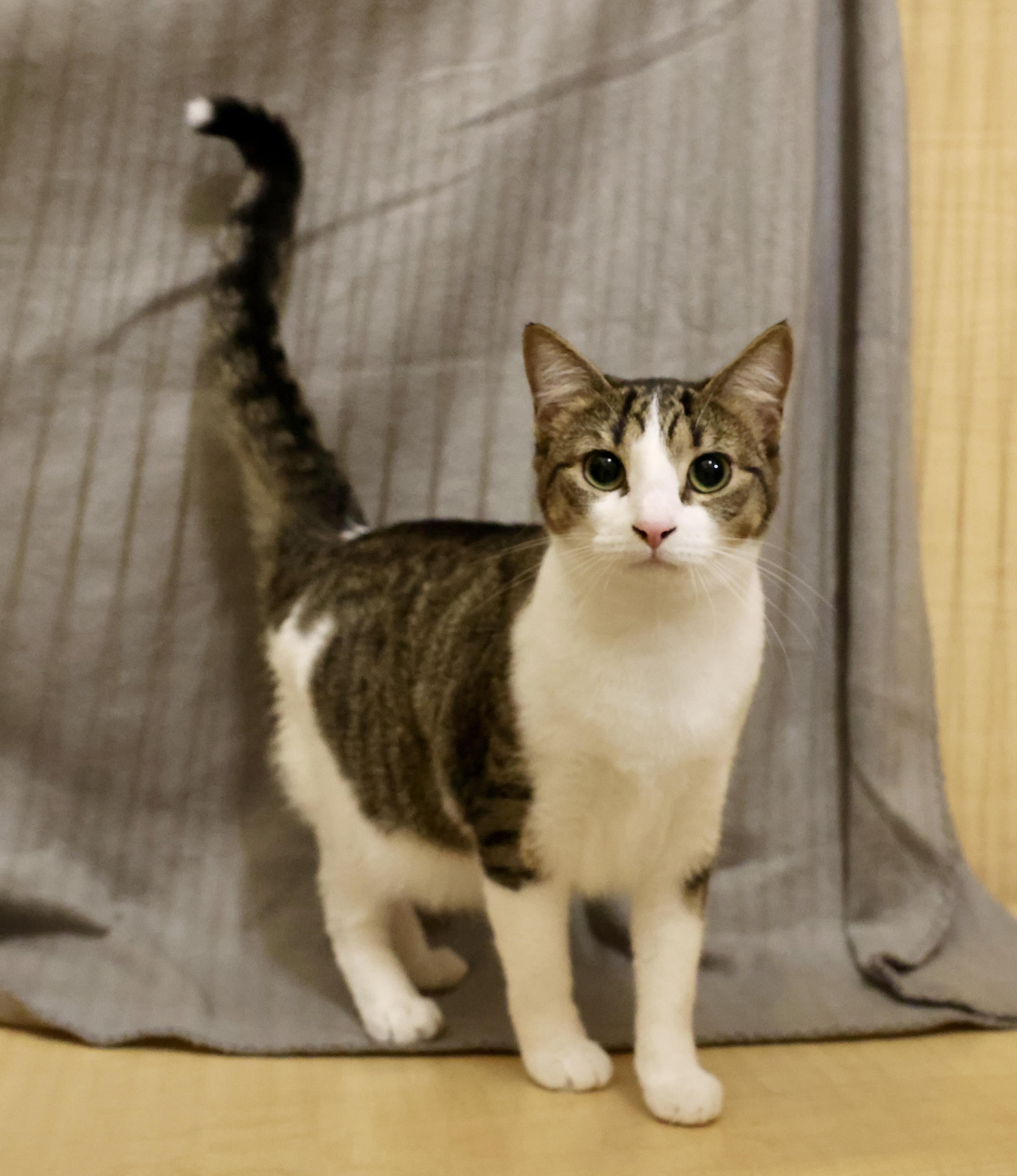Enlarge Nellie, a Adoptable Tabby in Waxhaw, NC image 1/6