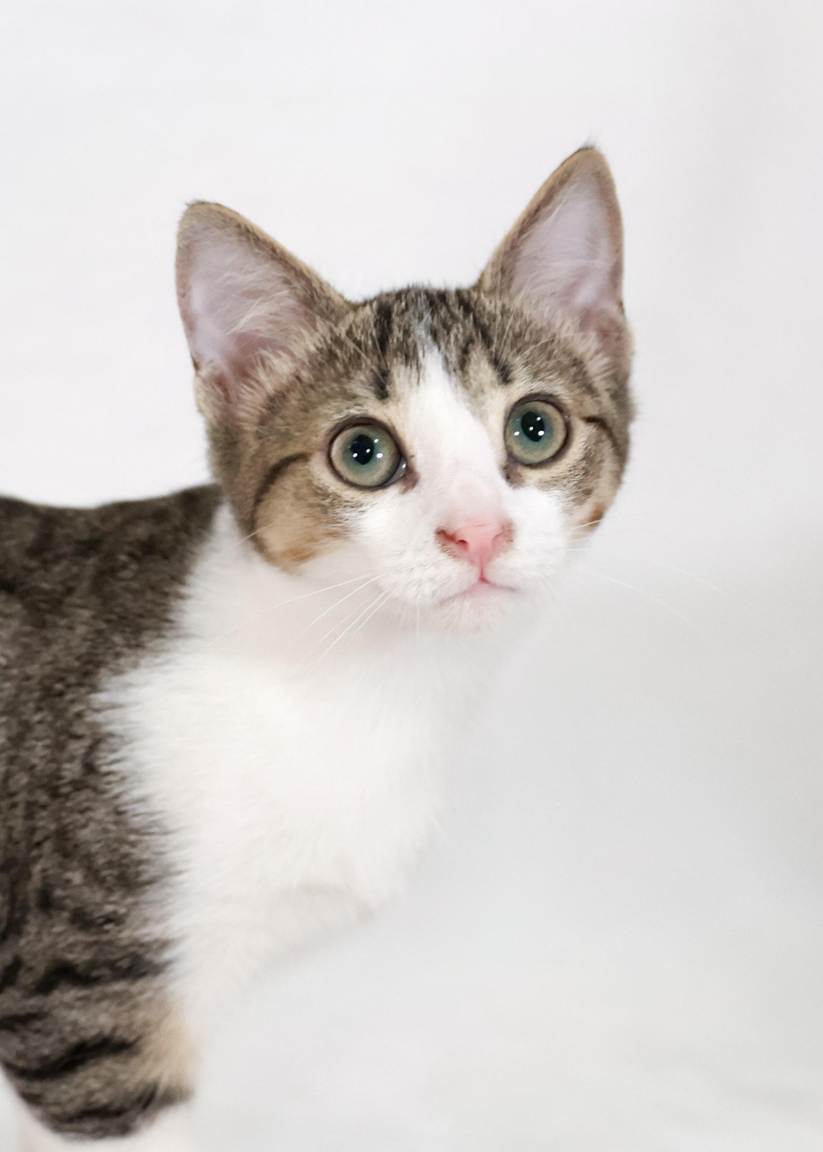 Nellie, Young Female Tabby