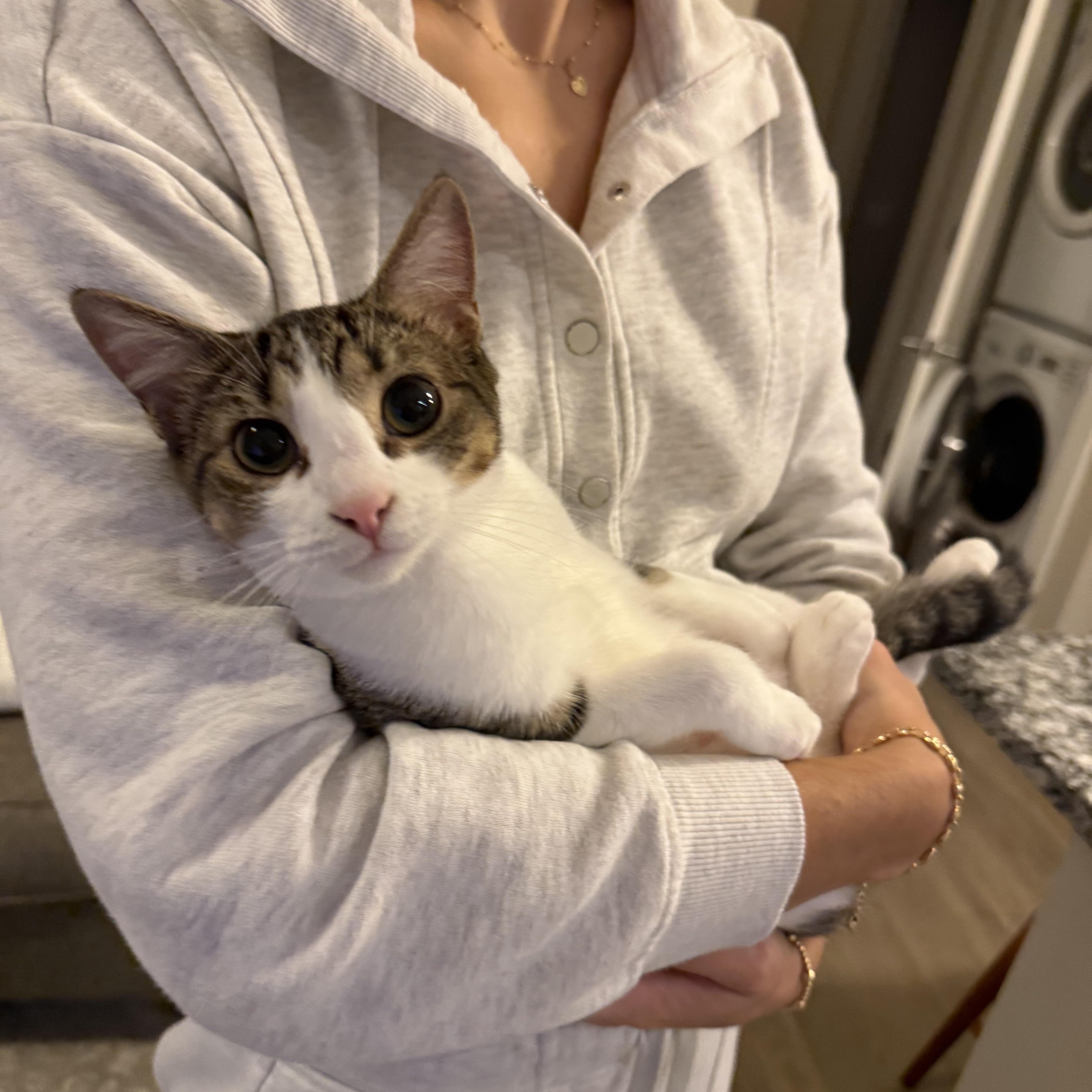 Enlarge Nellie, a Adoptable Tabby in Waxhaw, NC image 2/6