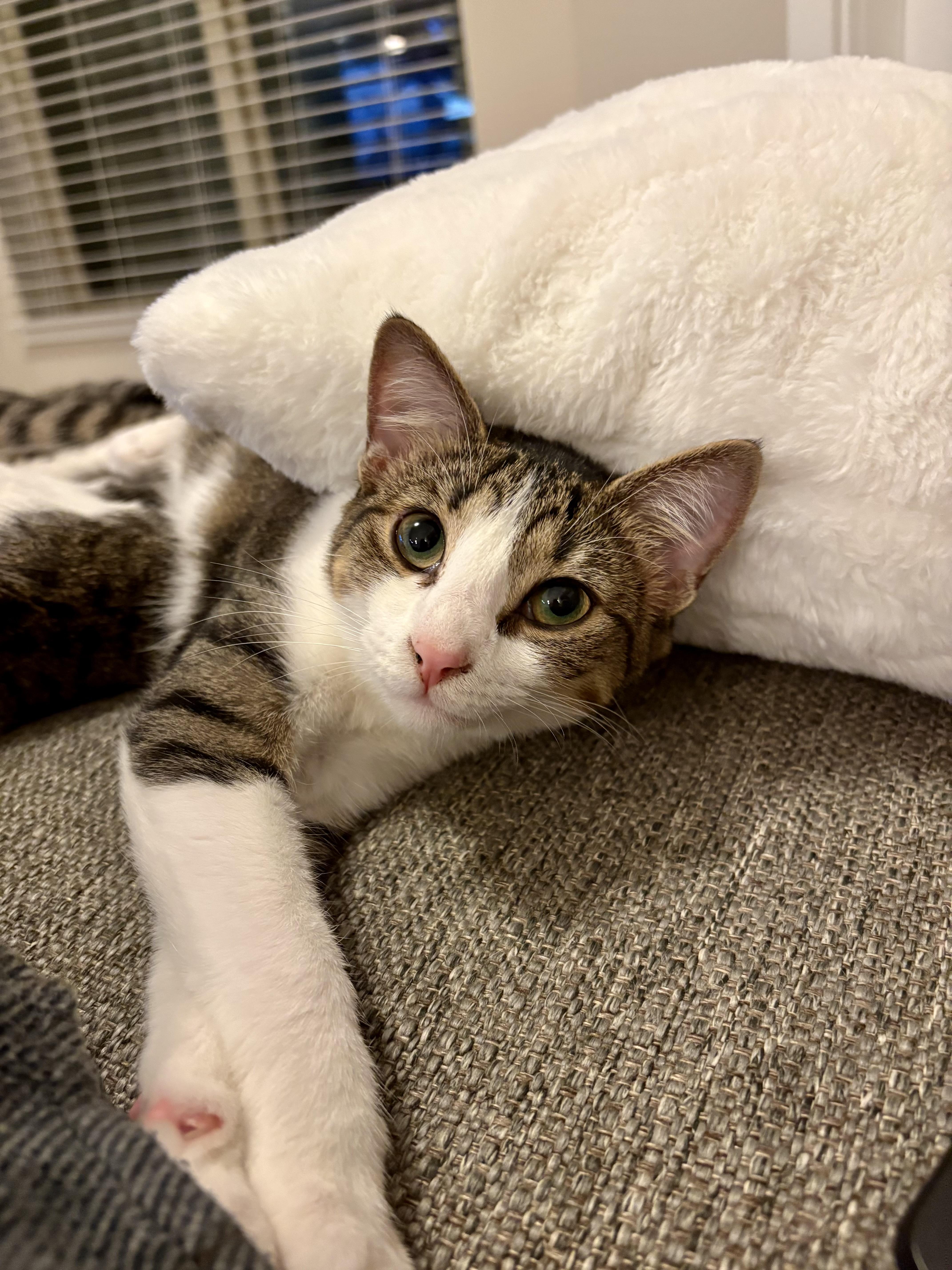 Enlarge Nellie, a Adoptable Tabby in Waxhaw, NC image 6/6