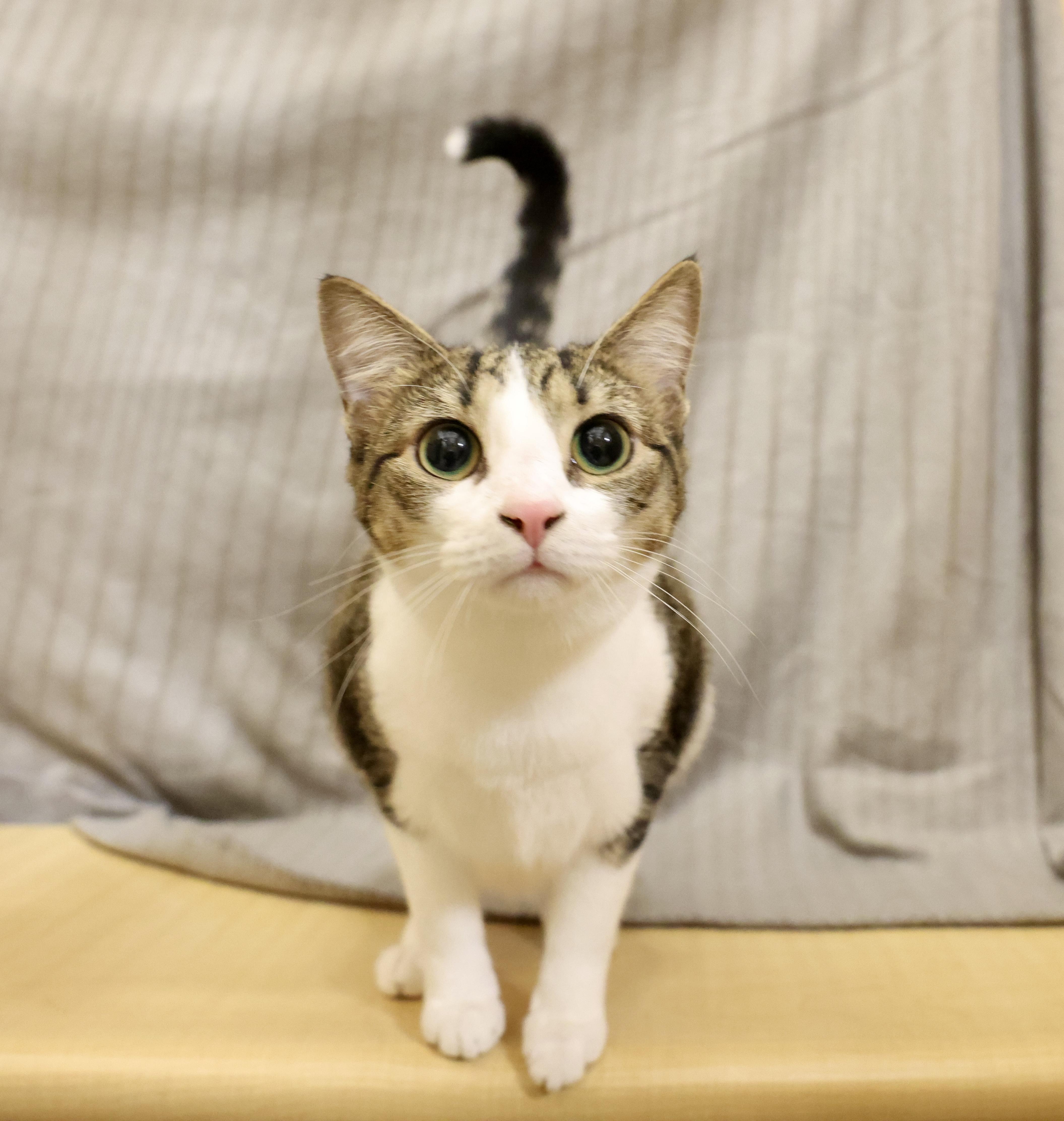Enlarge Nellie, a Adoptable Tabby in Waxhaw, NC image 3/6