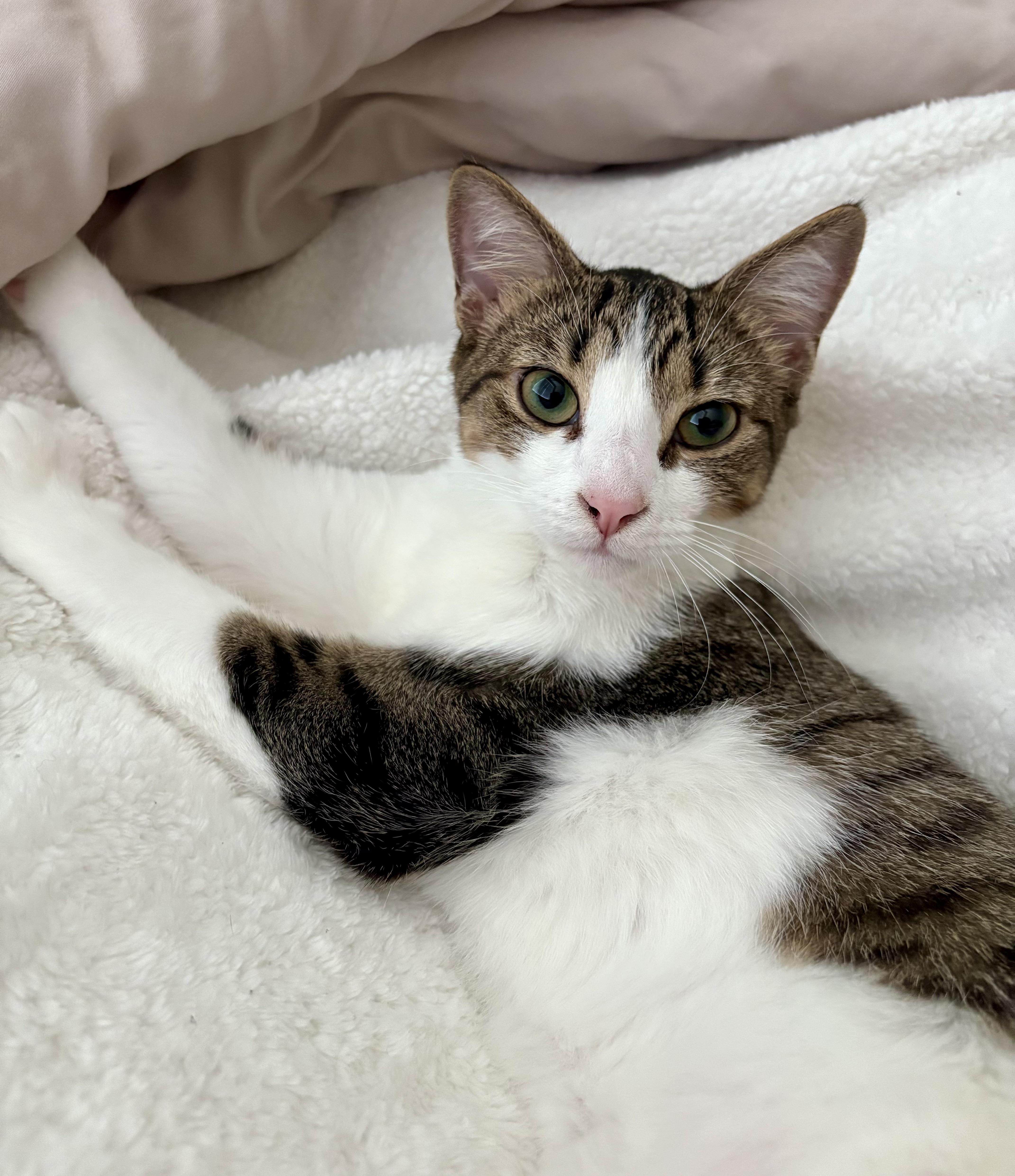 Enlarge Nellie, a Adoptable Tabby in Waxhaw, NC image 4/6