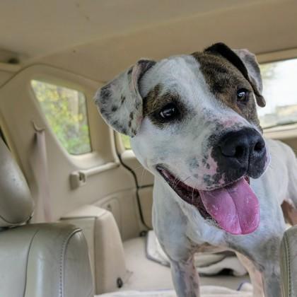 Enlarge Flossy, a Adoptable mixed breed in Richmond, VA image 1/3