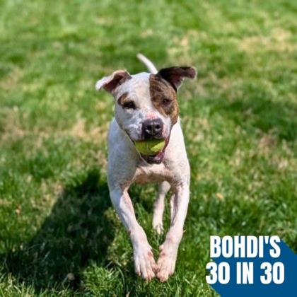 Enlarge Flossy, a Adoptable mixed breed in Richmond, VA image 2/3