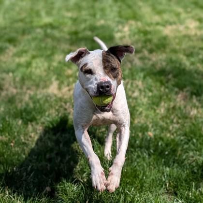 Enlarge Flossy, a Adoptable mixed breed in Richmond, VA image 3/3