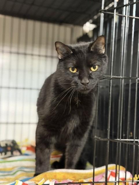 Pooh bear, Adoptable, Adult Female Domestic Short Hair.