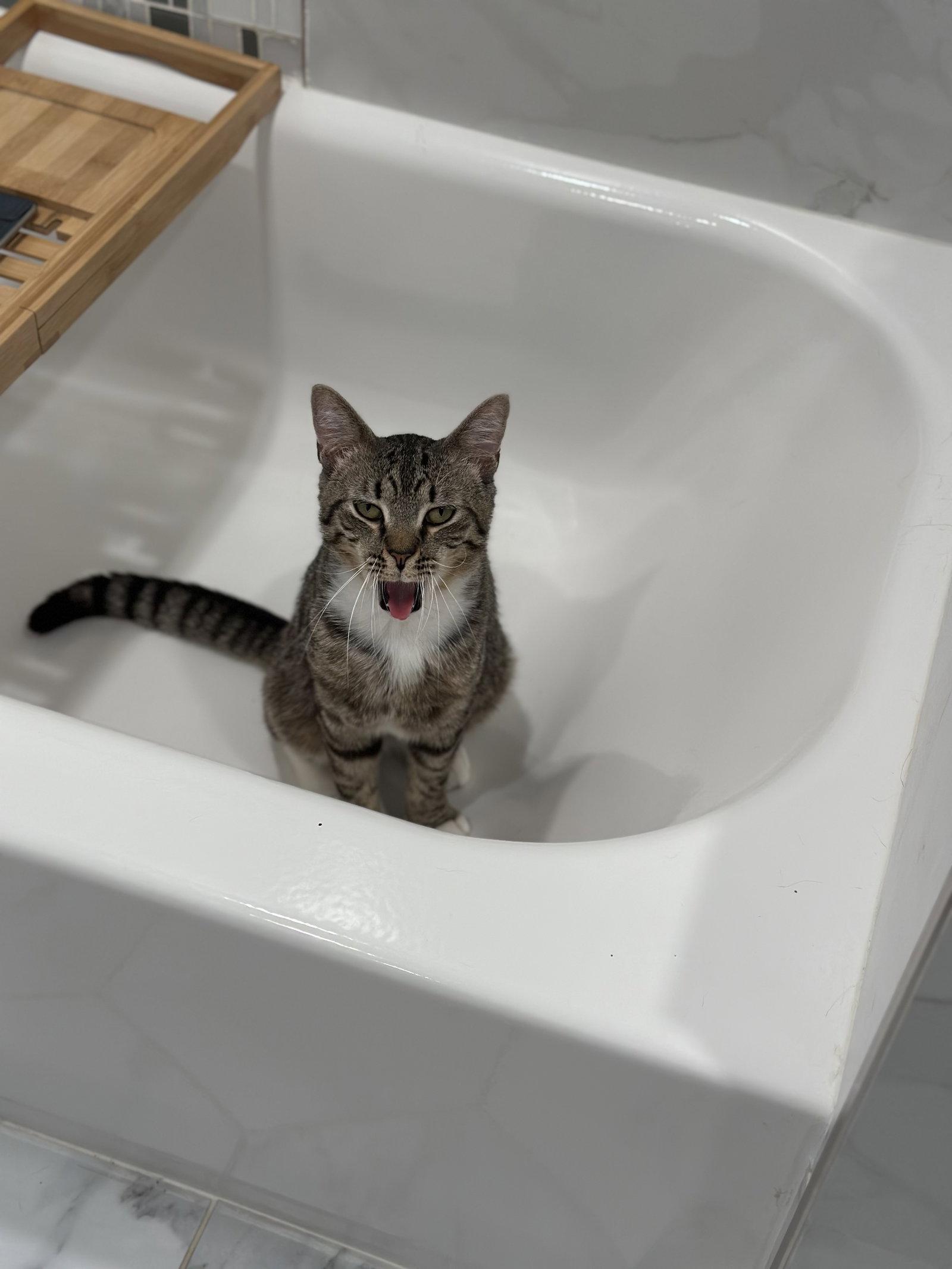 Enlarge Luke Skywalker, a Adoptable Domestic Short Hair in Philadelphia, PA image 1/3