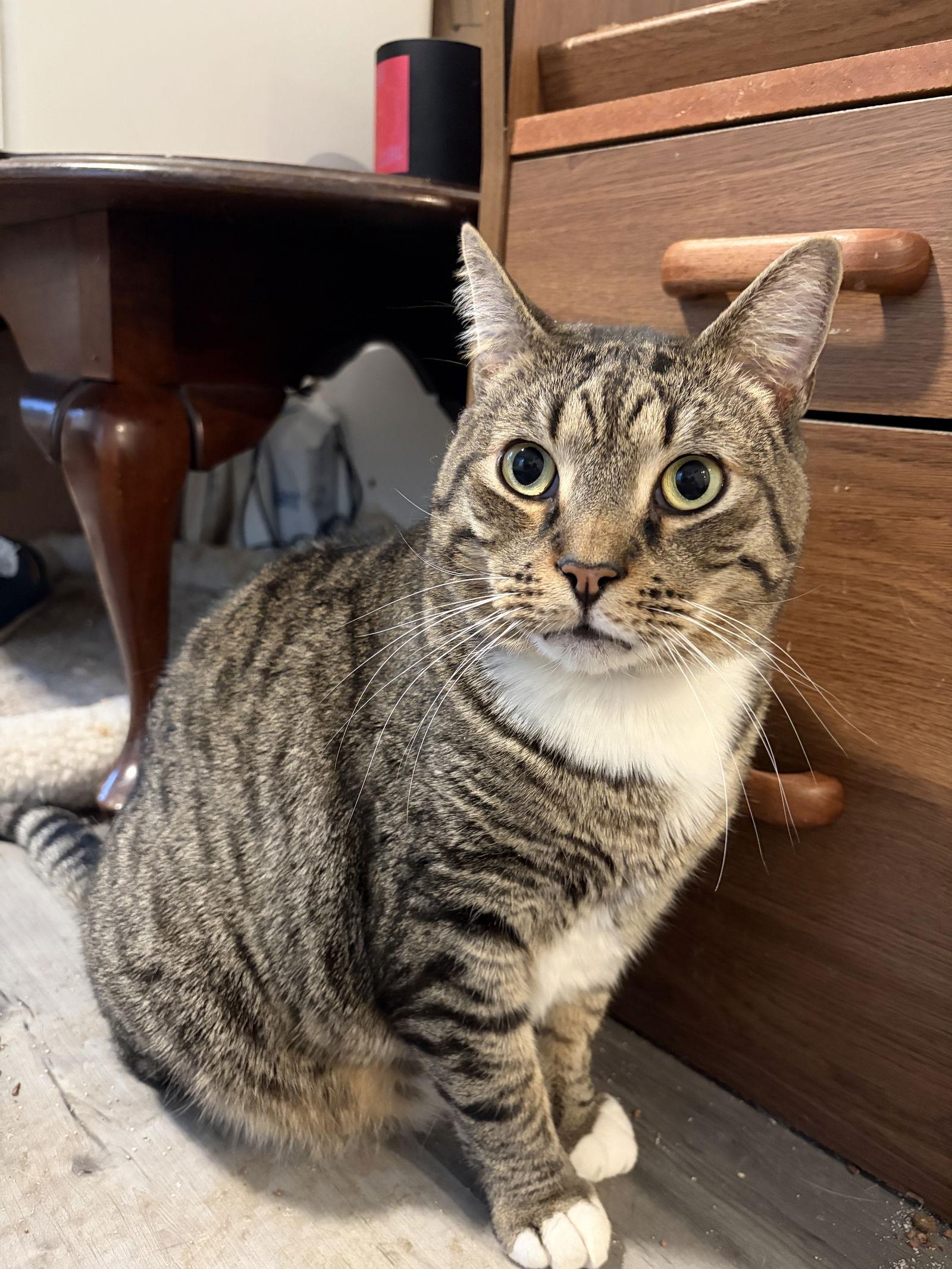 Luke Skywalker, Adoptable, Adult Male Domestic Short Hair.