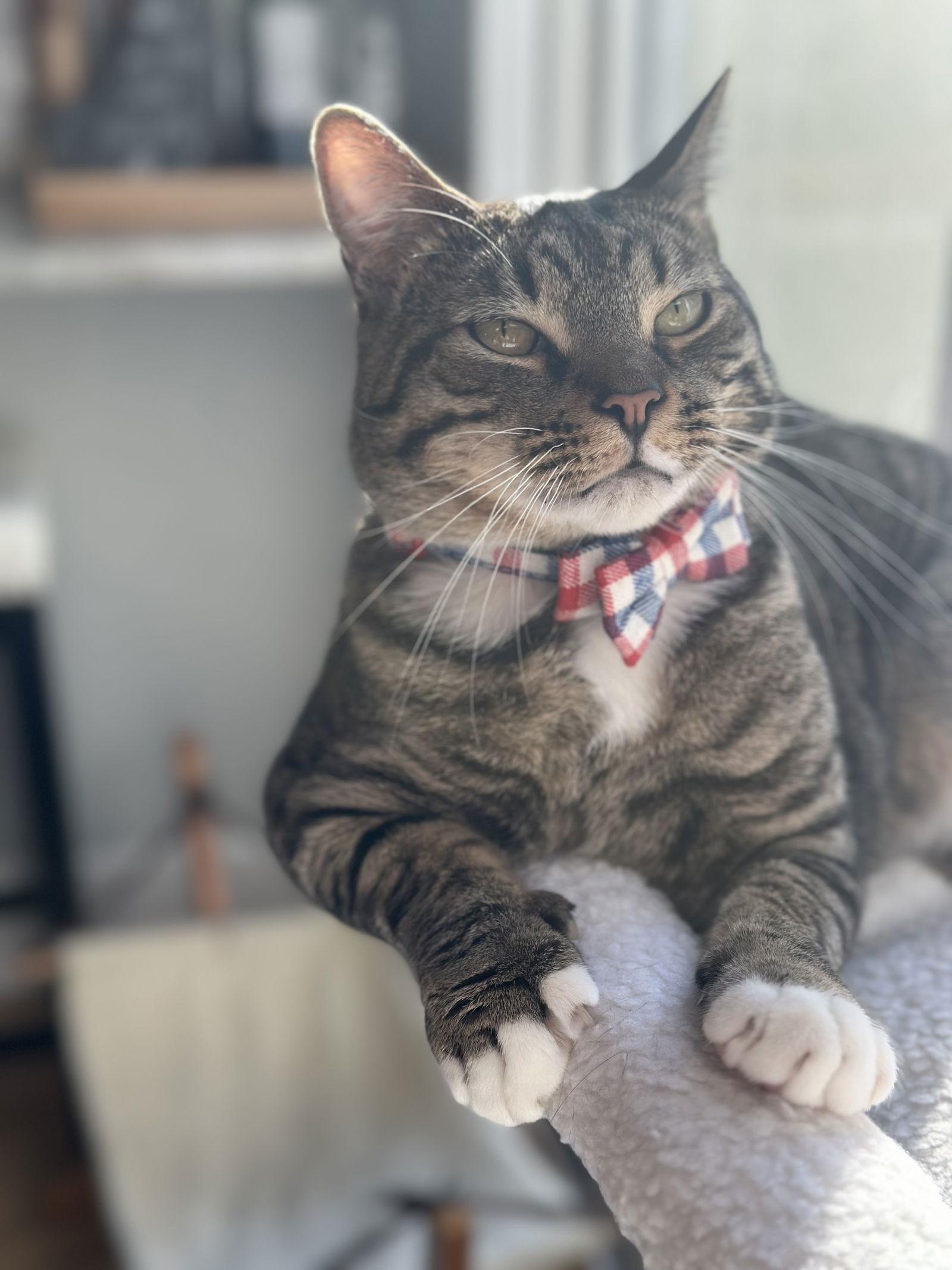 Luke Skywalker, Adoptable, Adult Male Domestic Short Hair.