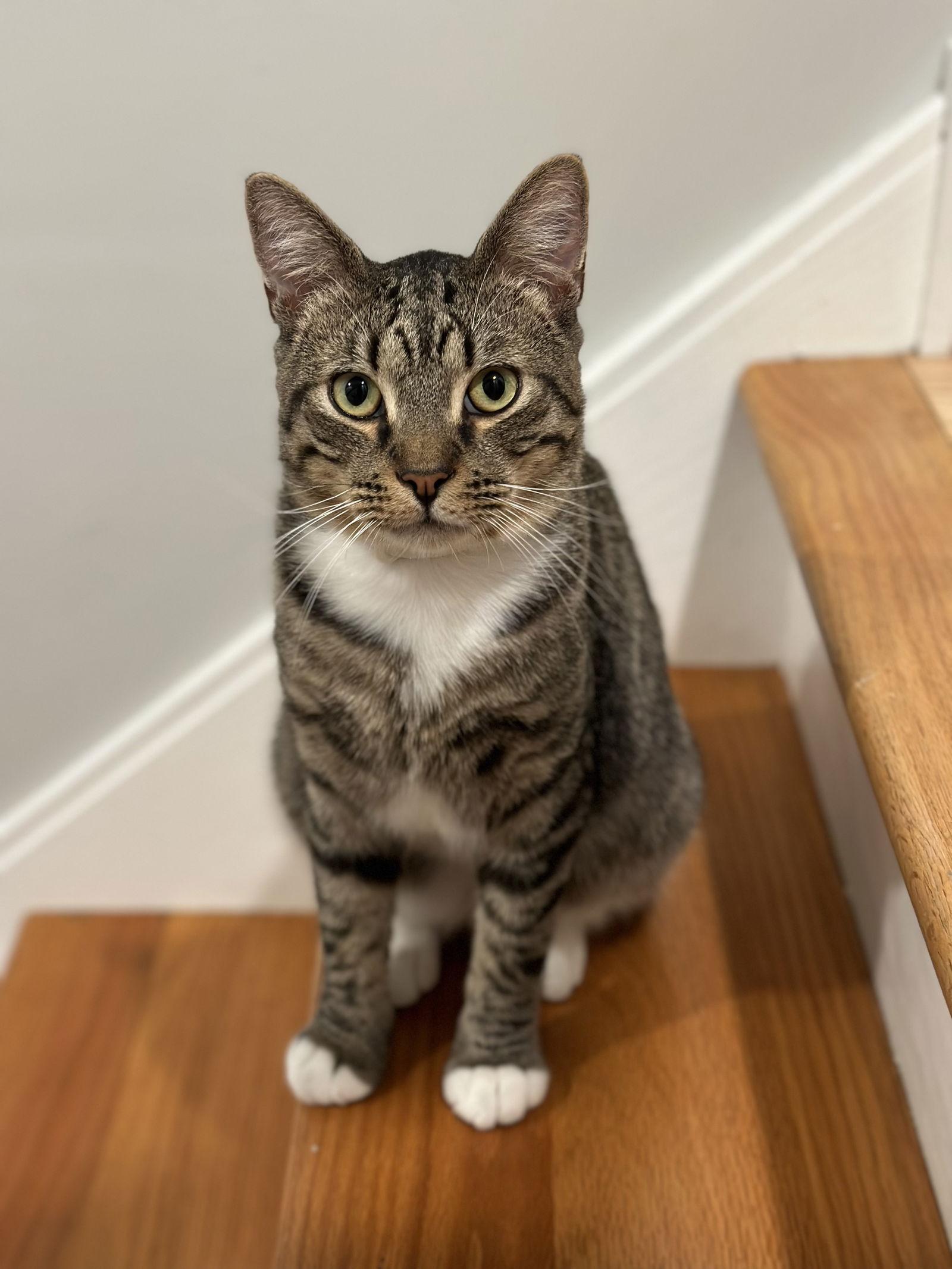 Enlarge Luke Skywalker, a Adoptable Domestic Short Hair in Philadelphia, PA image 2/3