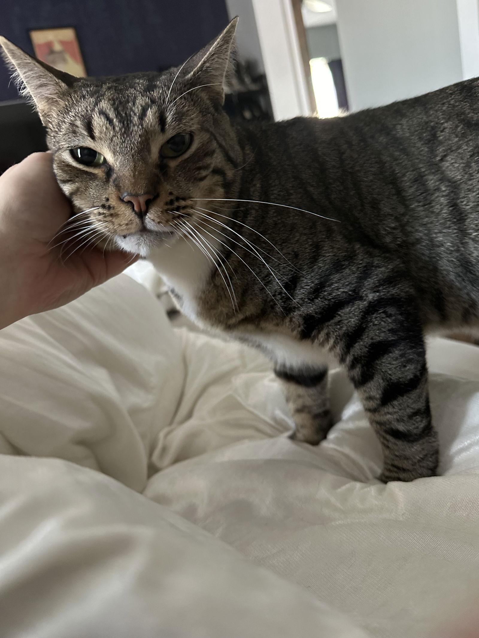 Enlarge Luke Skywalker, a Adoptable Domestic Short Hair in Philadelphia, PA image 3/3