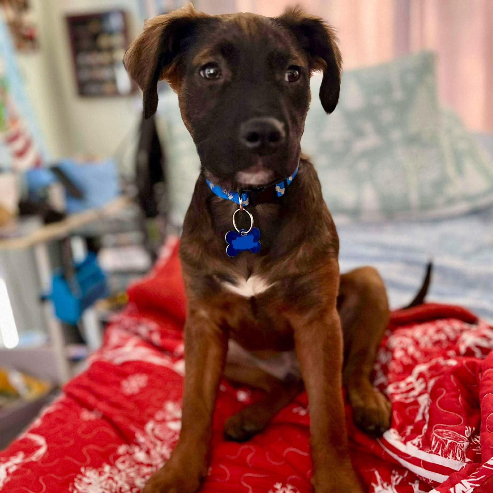 Ryder, Adoptable, Young Male Irish Setter & Labrador Retriever.