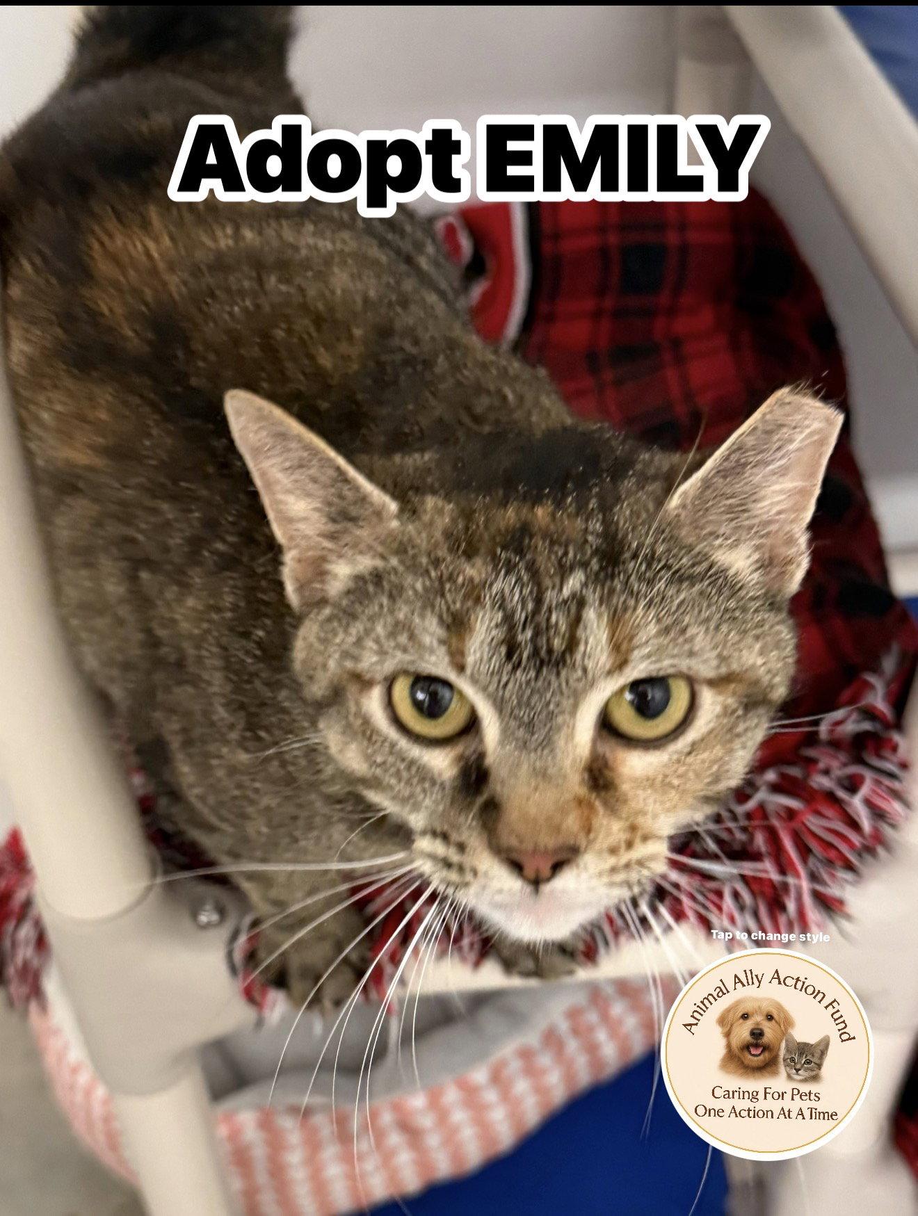 Emily, Adoptable, Adult Female Tabby & Calico.
