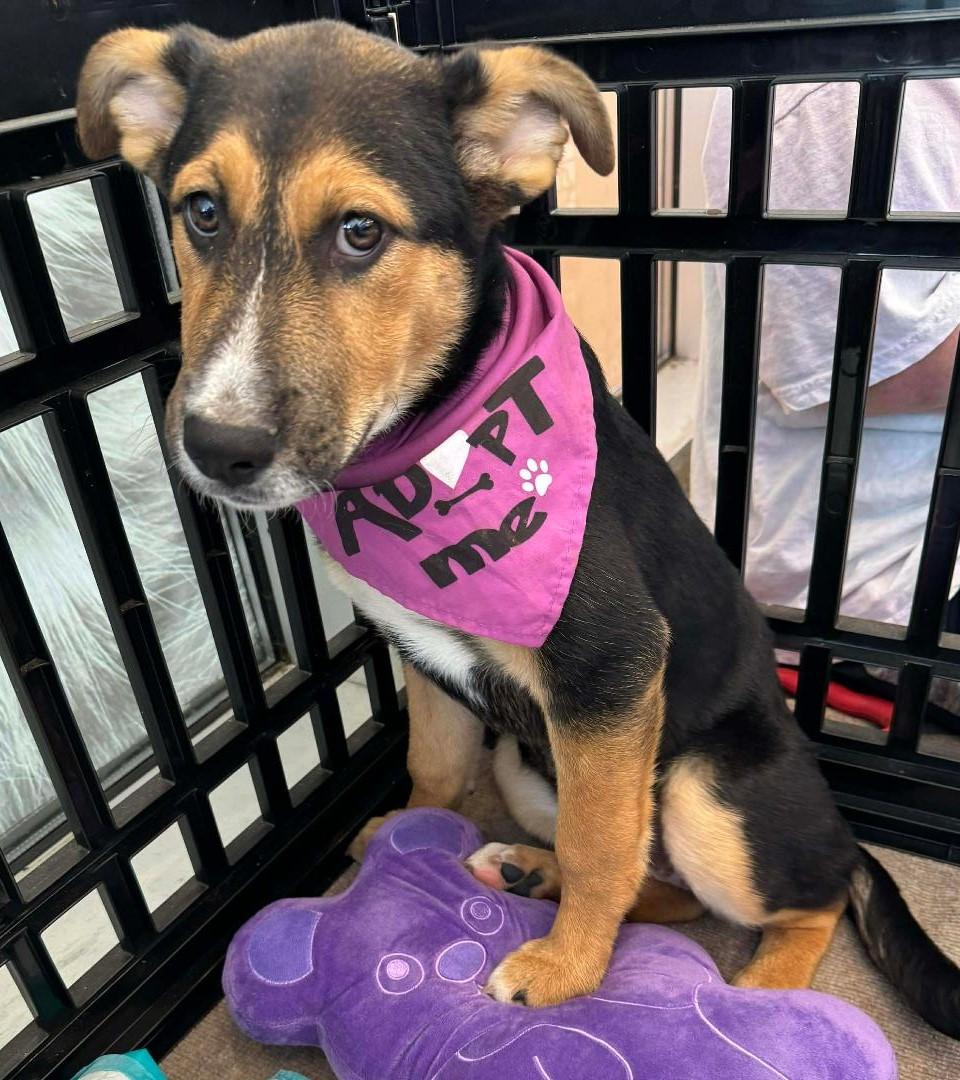 Dahlia, a Adoptable mixed breed in Terrell, TX image 1/4