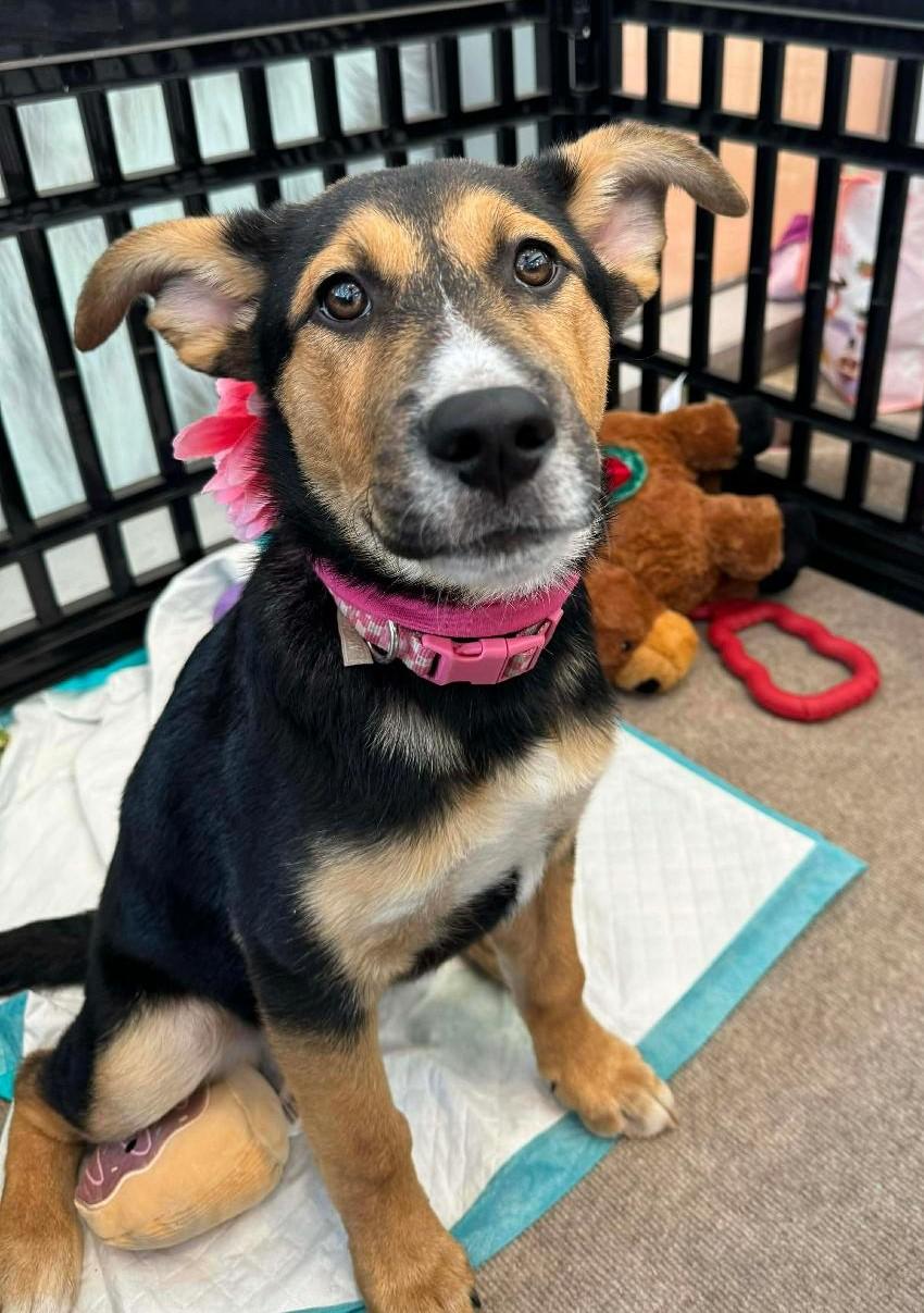 Dahlia, a Adoptable mixed breed in Terrell, TX image 2/4