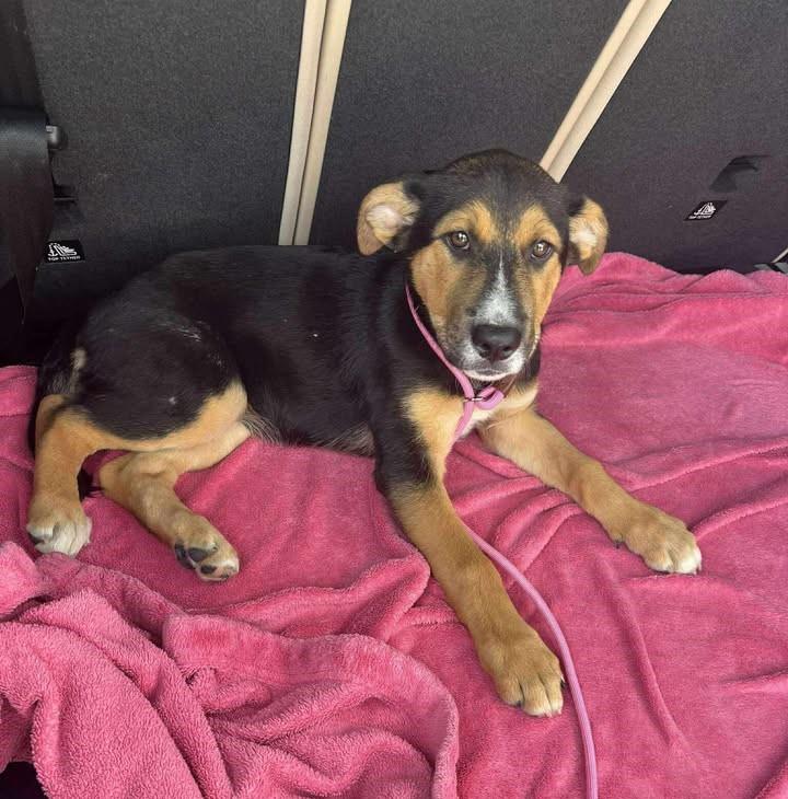 Dahlia, a Adoptable mixed breed in Terrell, TX image 3/4