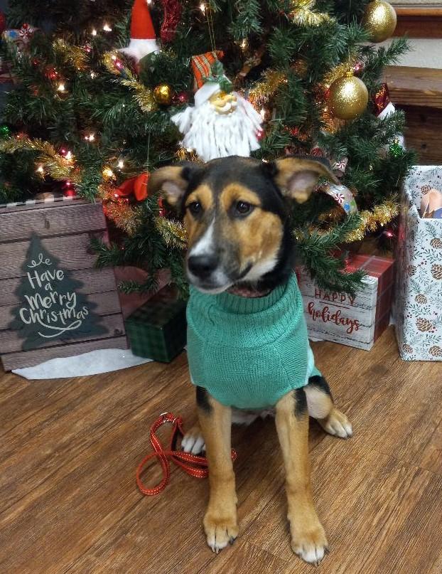 Dahlia, a Adoptable mixed breed in Terrell, TX image 4/4