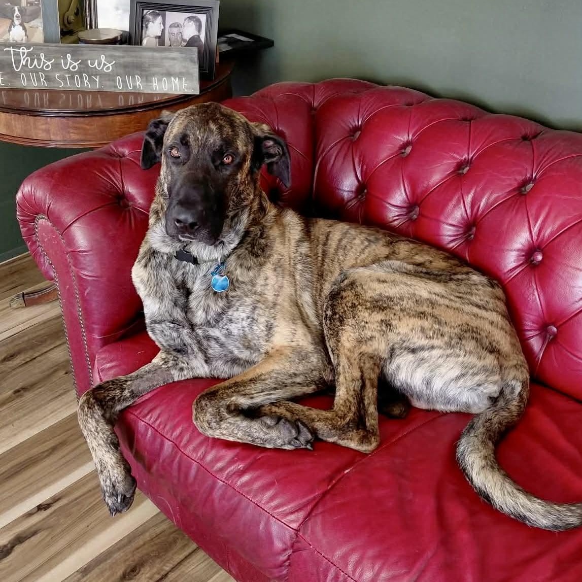 Enlarge Maverick, a ADOPTABLE mixed breed in Frankfort, KY image 4/4