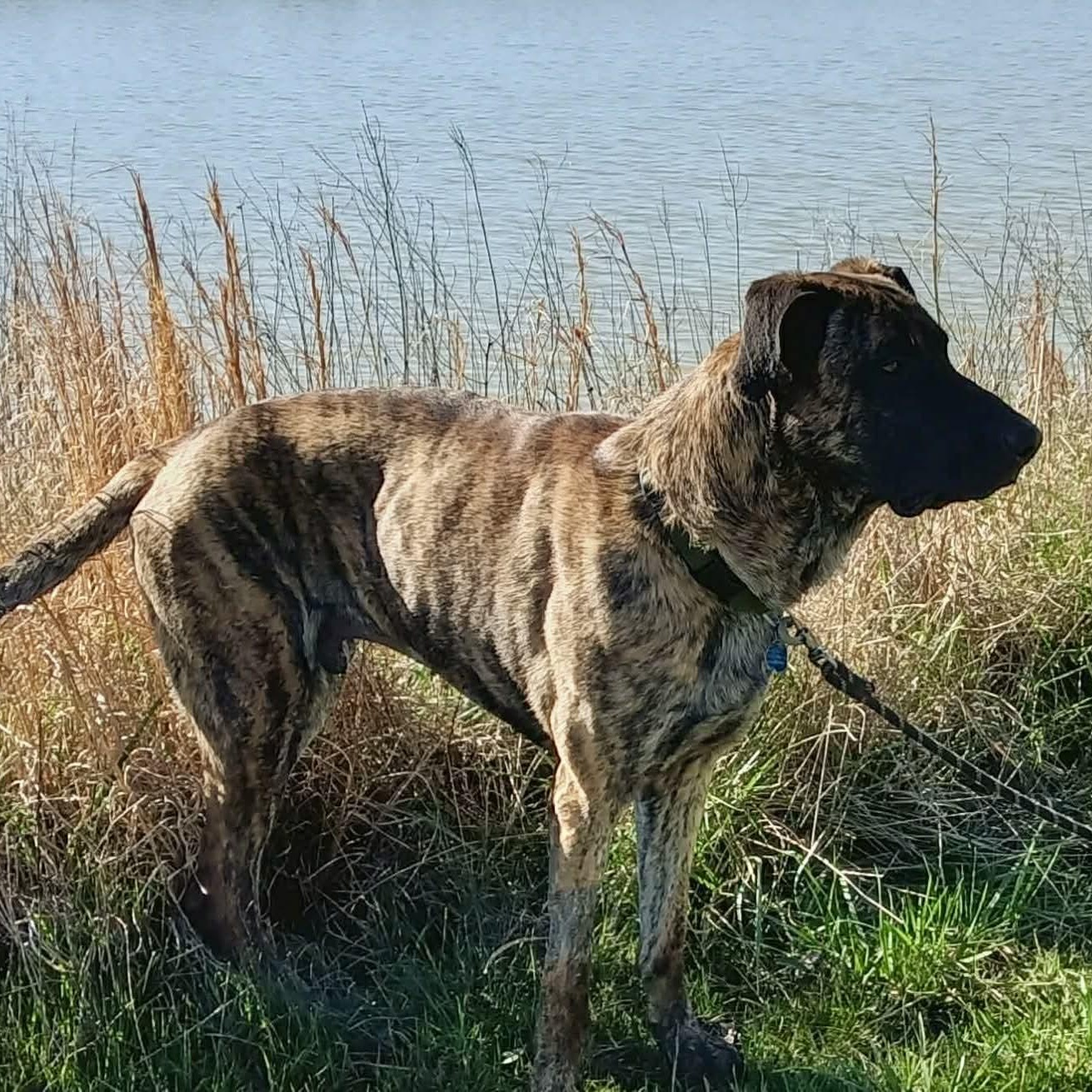 Enlarge Maverick, a ADOPTABLE mixed breed in Frankfort, KY image 3/4