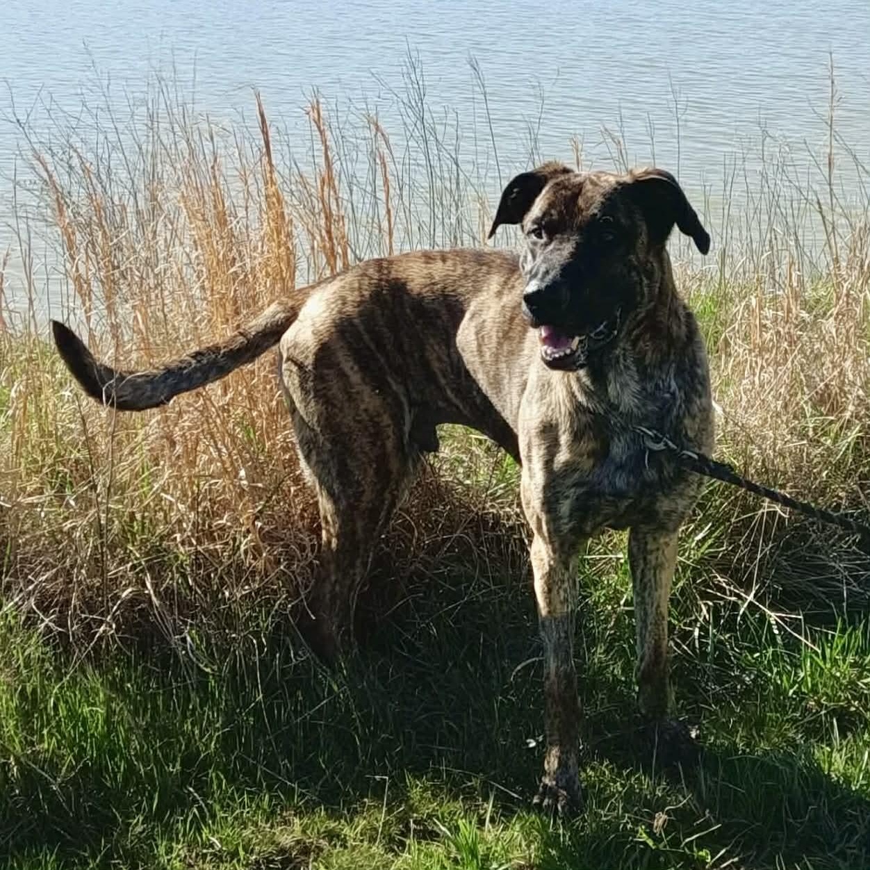 Enlarge Maverick, a ADOPTABLE mixed breed in Frankfort, KY image 2/4
