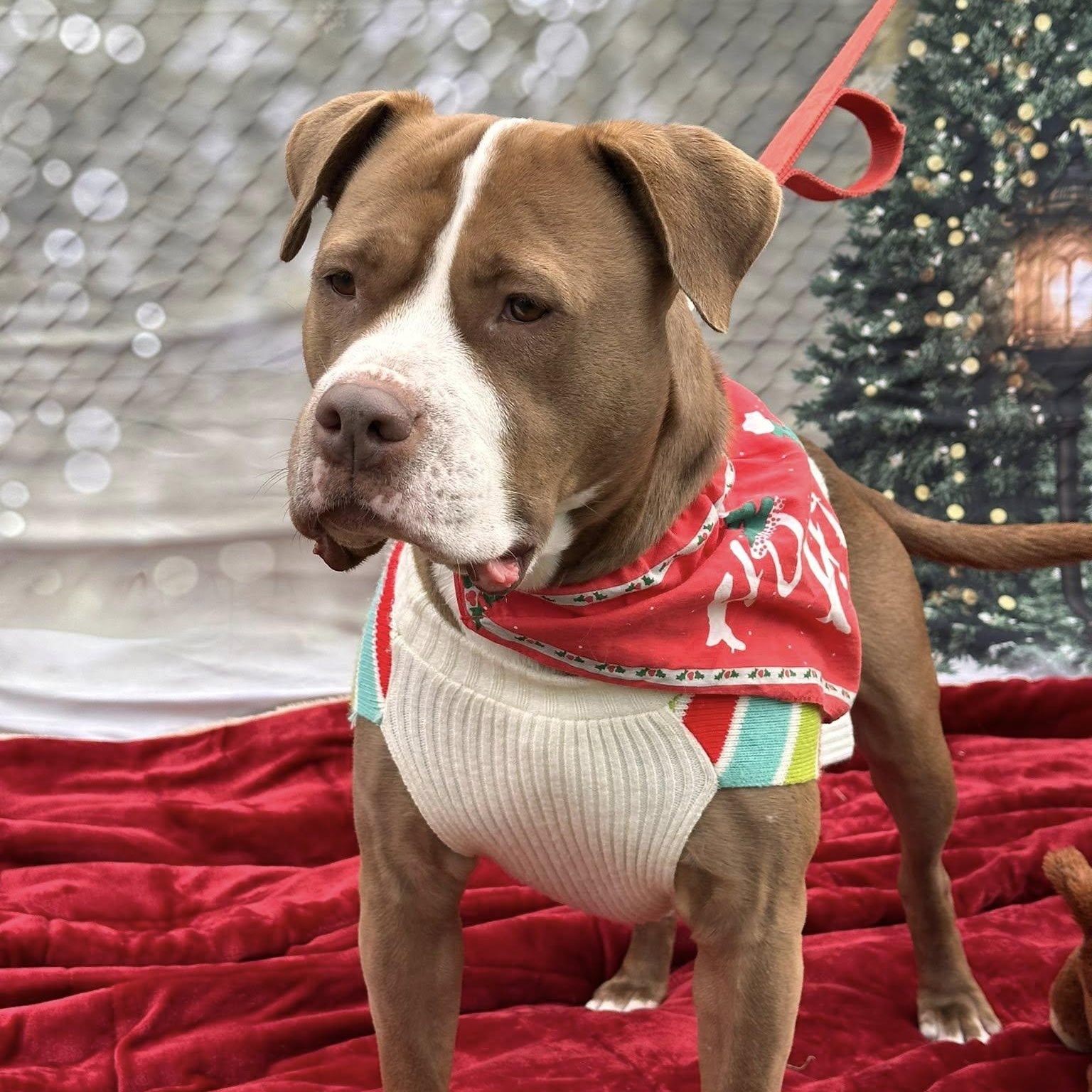 Enlarge Ellie, a Adoptable mixed breed in Bridgewater, NJ image 1/2