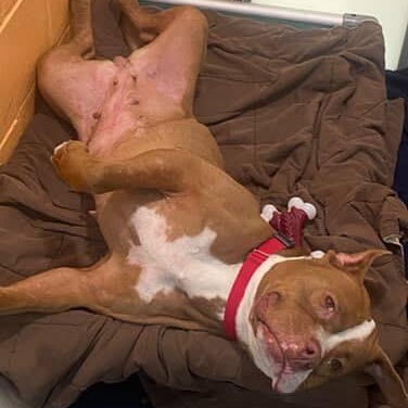 Enlarge Ellie, a Adoptable mixed breed in Bridgewater, NJ image 2/2