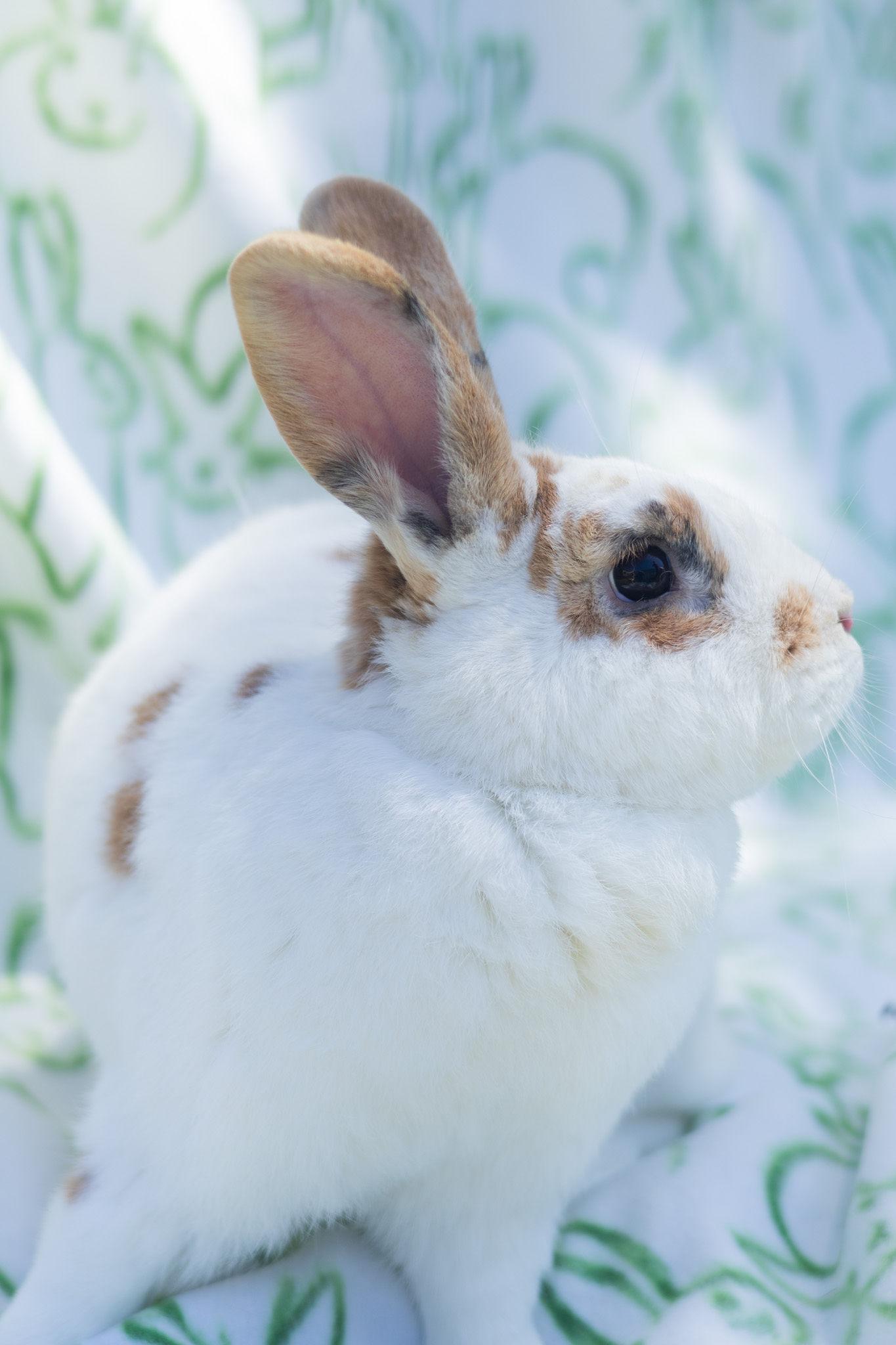 Clark, a ADOPTABLE Rex in Bishopville, SC image 2/2
