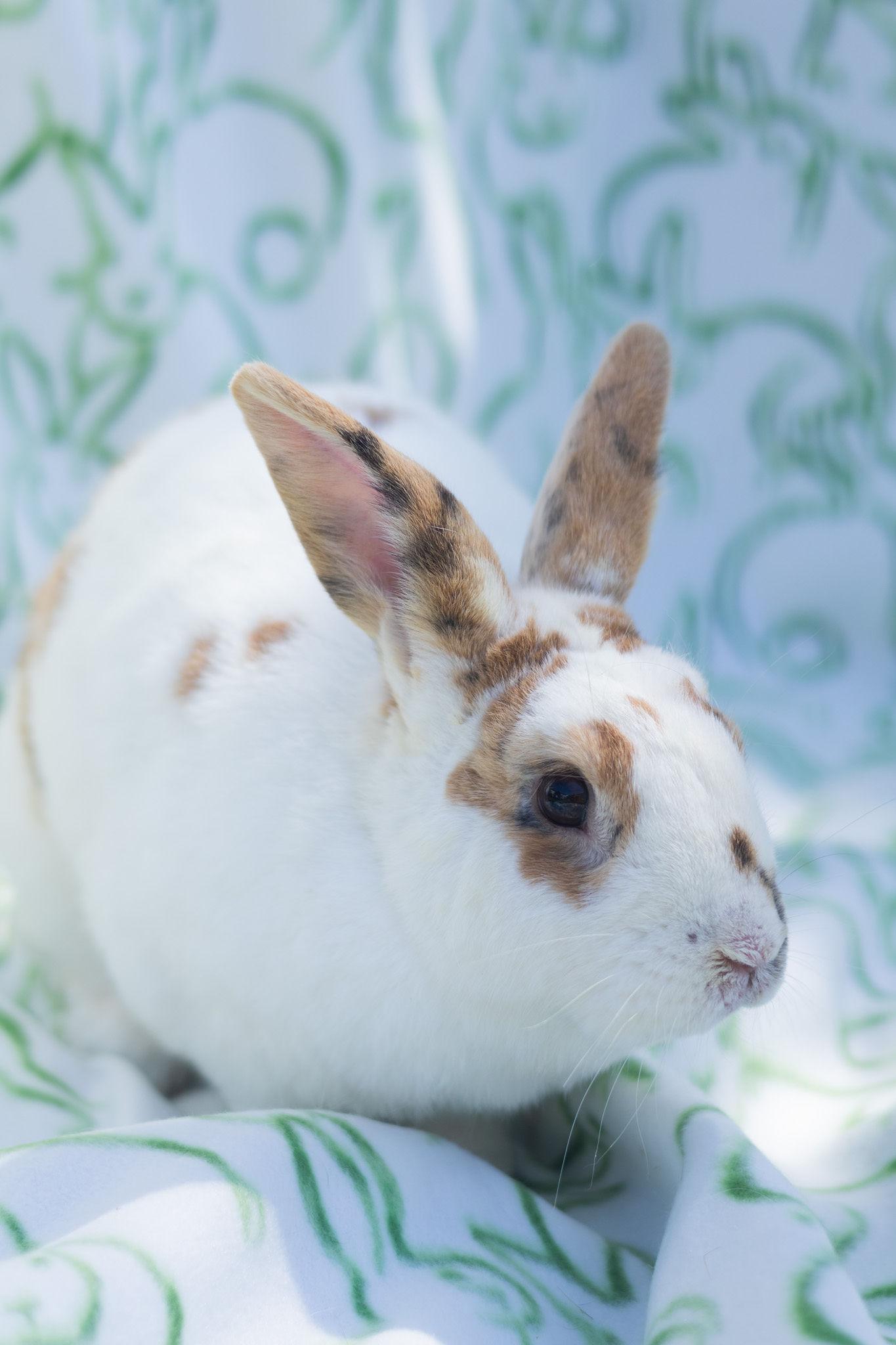 Clark, ADOPTABLE, Adult Male Rex.