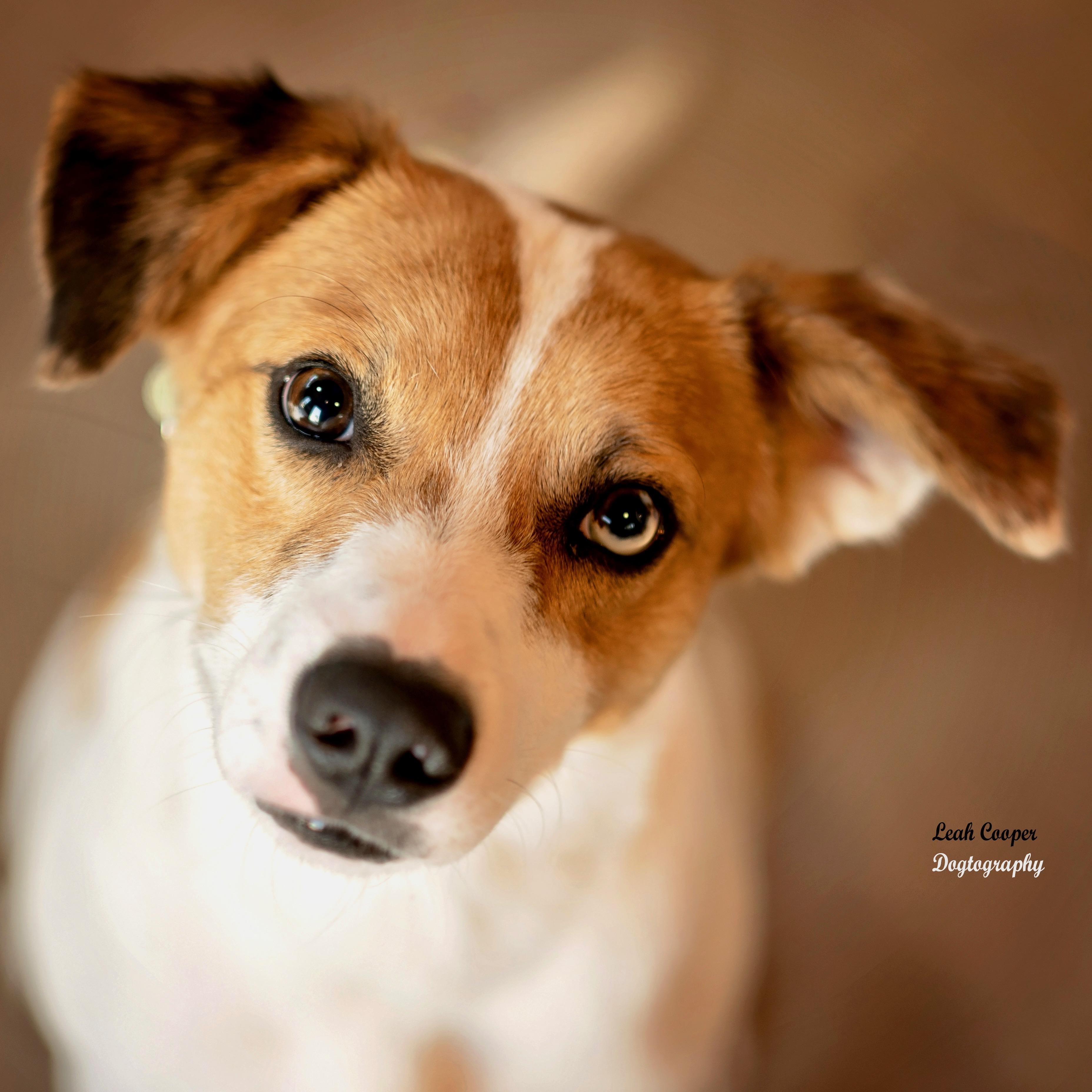 Enlarge Argus, a Adoptable mixed breed in Henderson, KY image 1/2