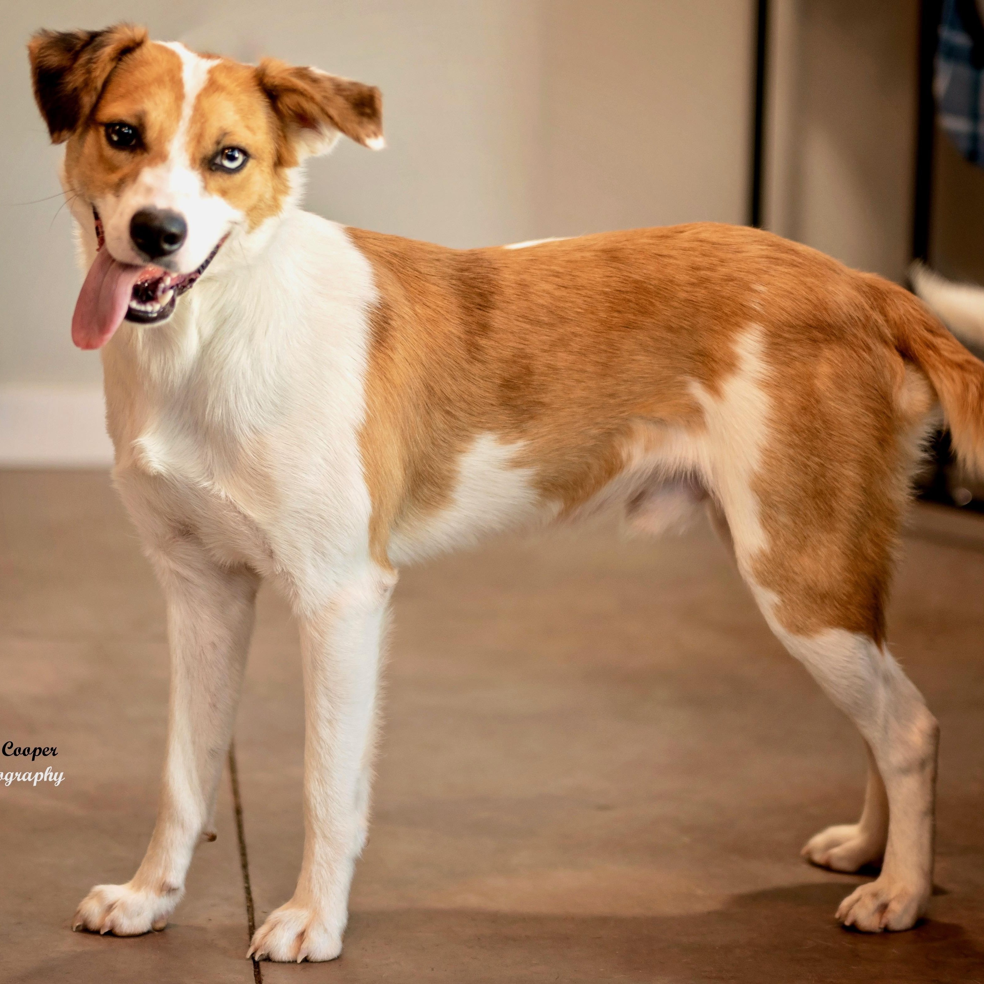 Enlarge Argus, a Adoptable mixed breed in Henderson, KY image 2/2