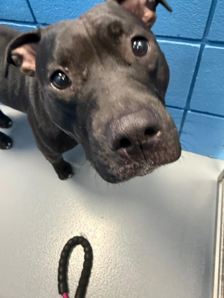 Coraline, Adoptable, Young Female Pit Bull Terrier.