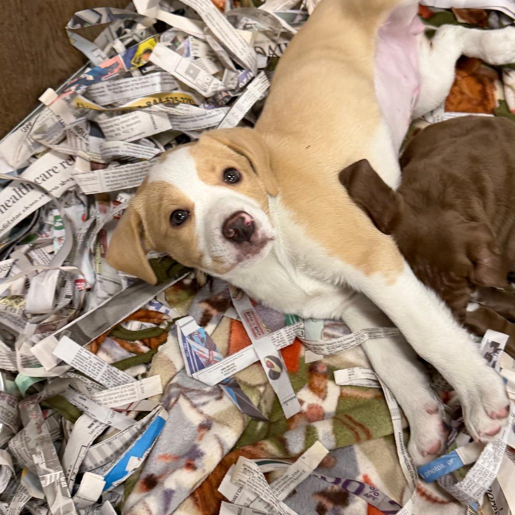 Buttered Corn, Adoptable, Puppy Female Mixed Breed.