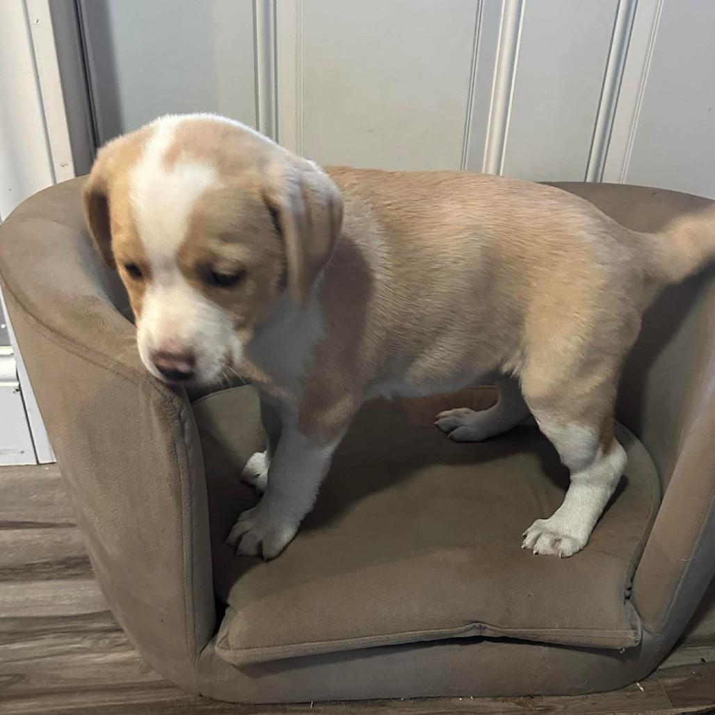 Enlarge Buttered Corn, a Adoptable Mixed Breed in DeKalb, IL image 2/6