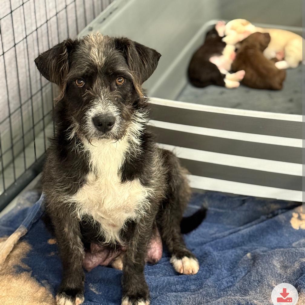 Enlarge Buttered Corn, a Adoptable Mixed Breed in DeKalb, IL image 3/6