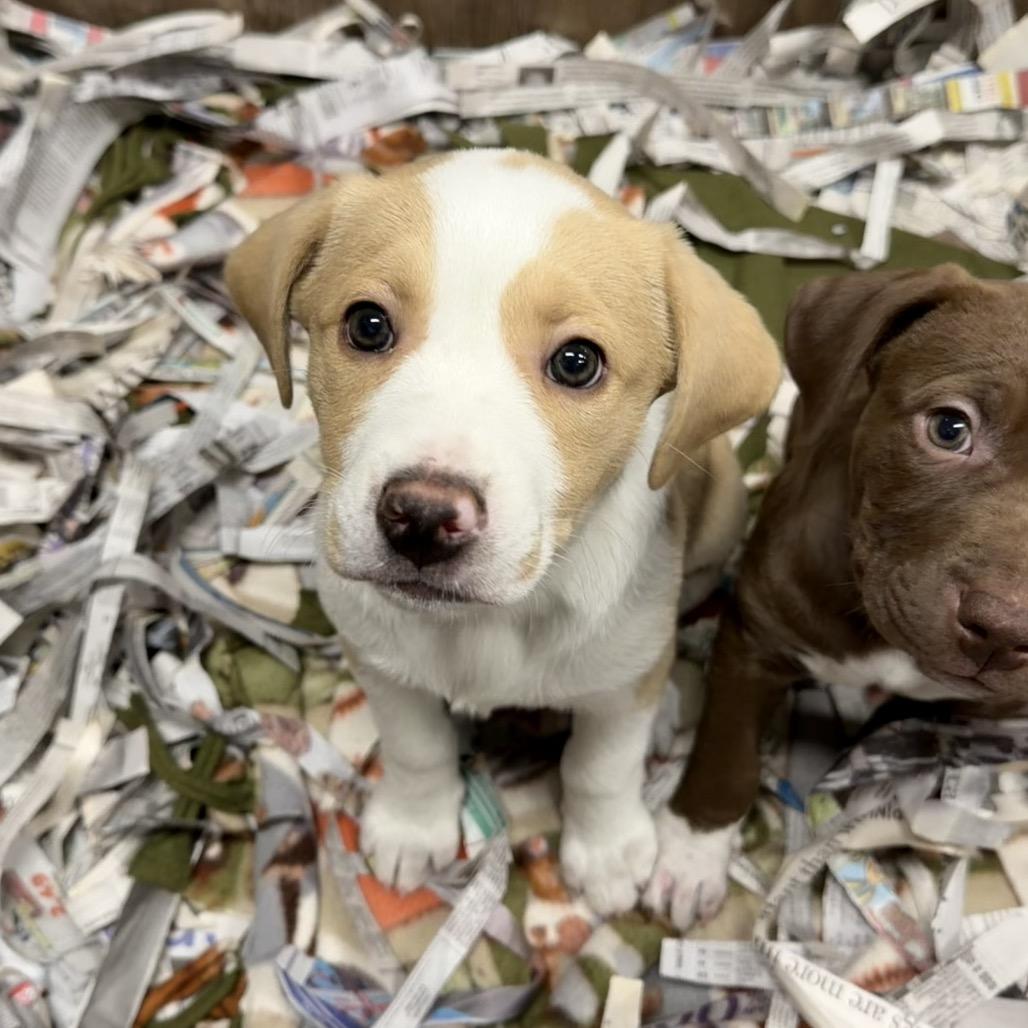 Enlarge Buttered Corn, a Adoptable Mixed Breed in DeKalb, IL image 4/6