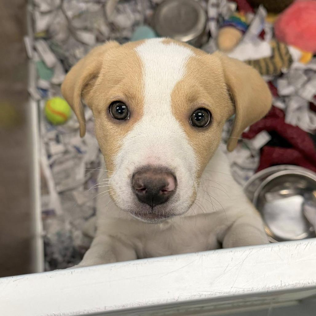 Enlarge Buttered Corn, a Adoptable Mixed Breed in DeKalb, IL image 5/6