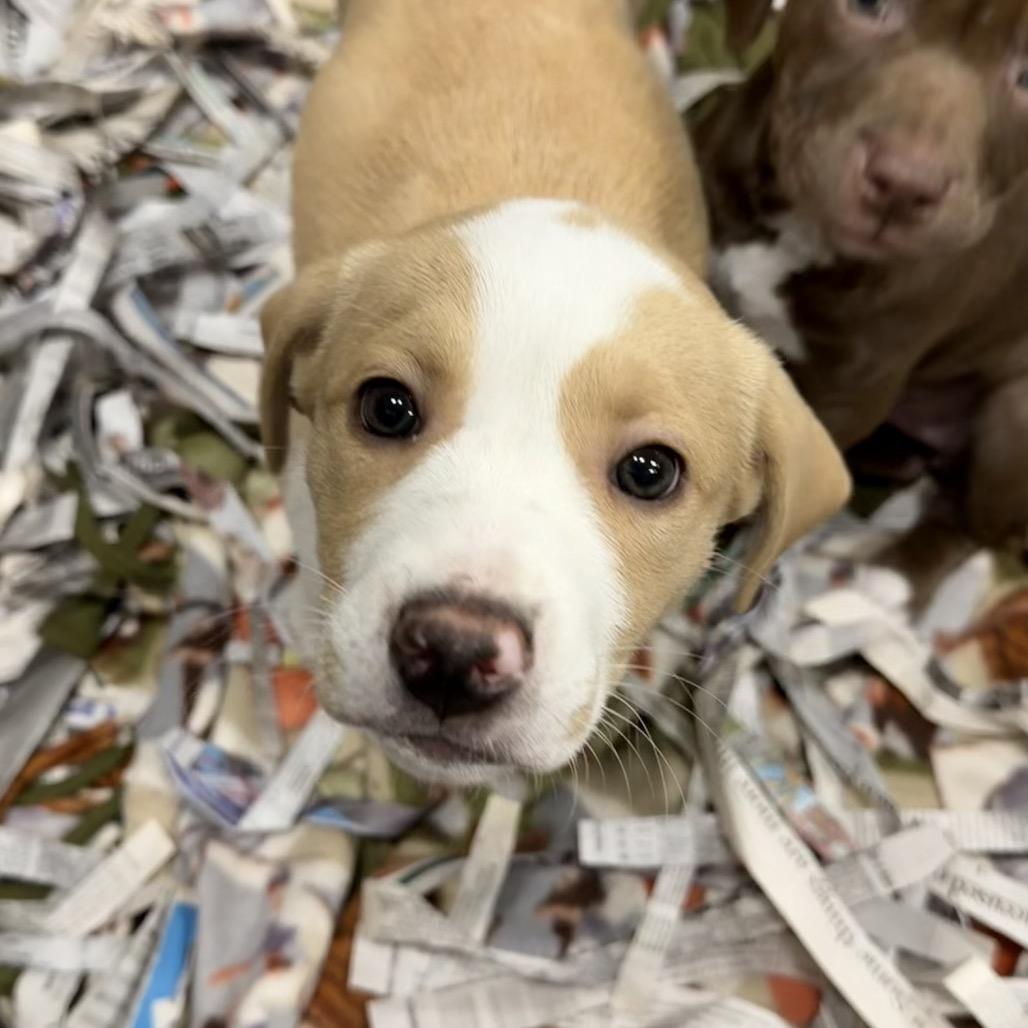 Enlarge Buttered Corn, a Adoptable Mixed Breed in DeKalb, IL image 6/6