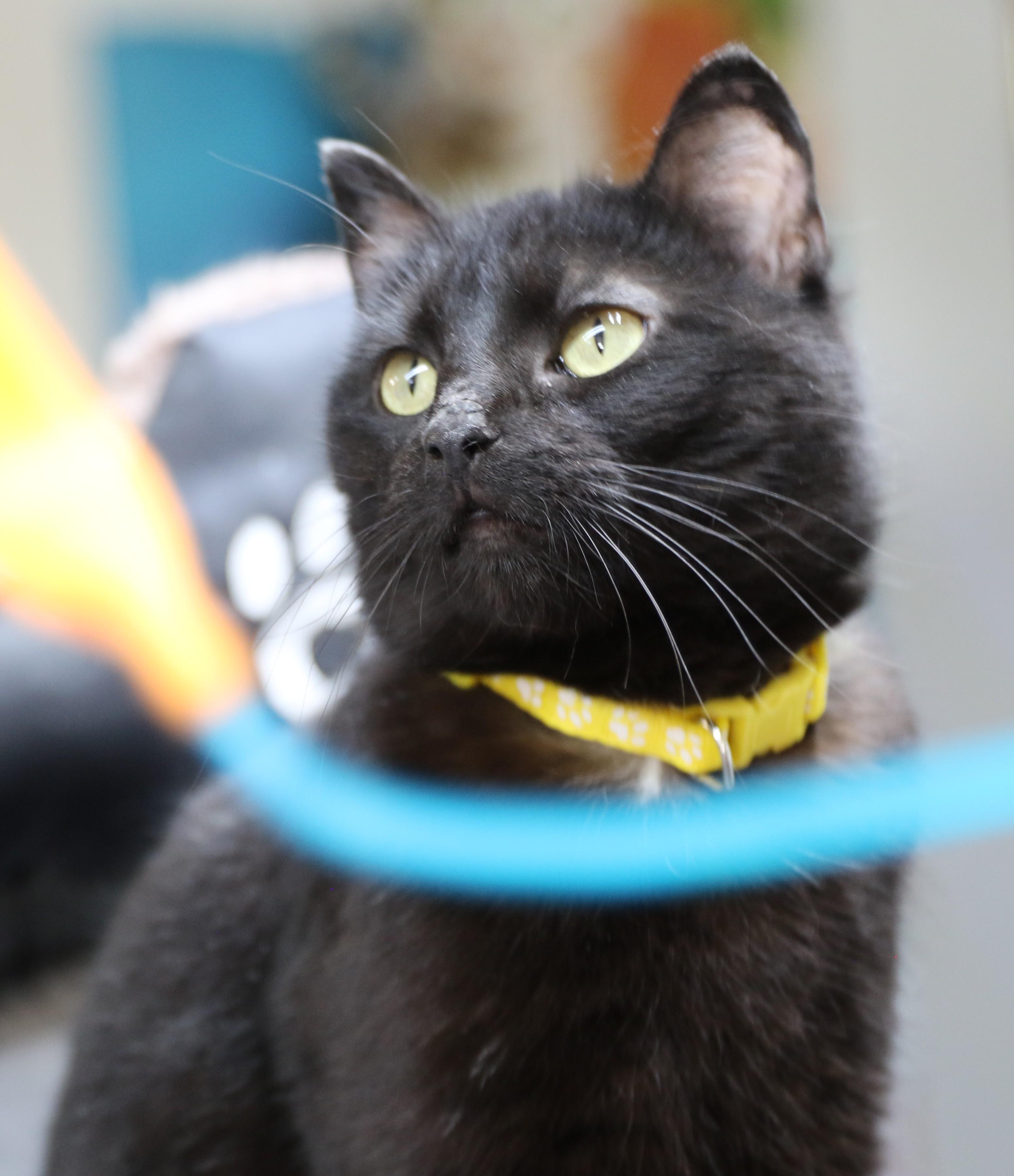 Maddy, an adoptable Domestic Short Hair in Cut Bank, MT, 59427 | Photo Image 5