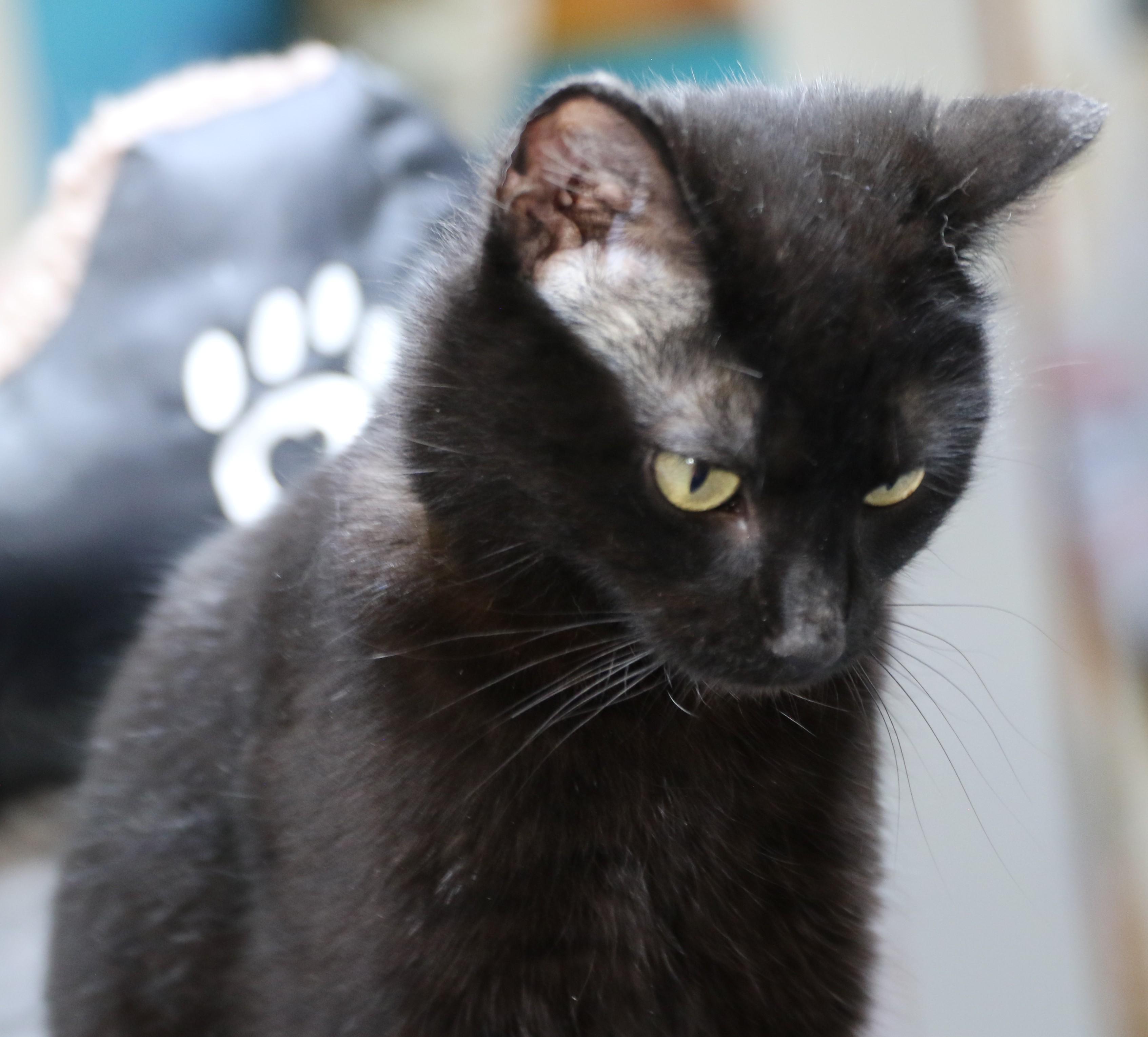 Maddy, an adoptable Domestic Short Hair in Cut Bank, MT, 59427 | Photo Image 3