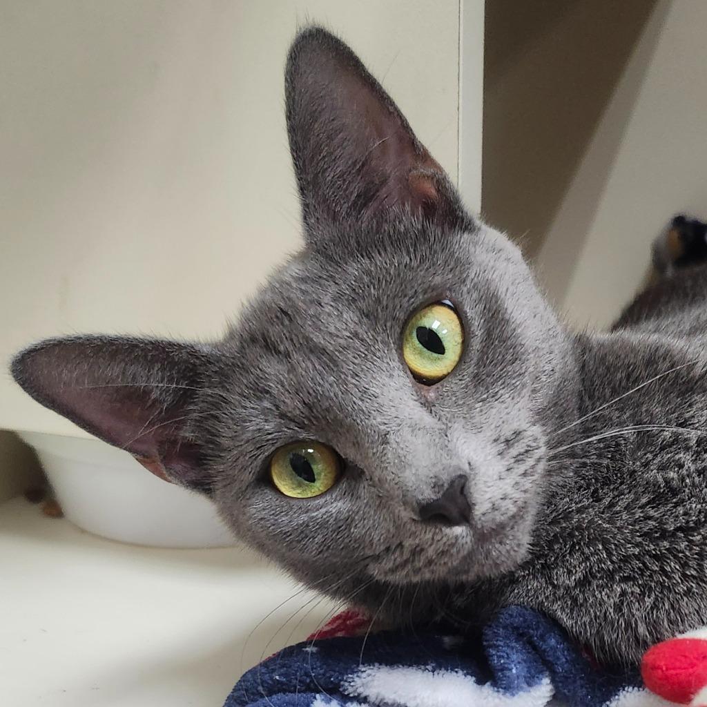 Violet, Adoptable, Young Female Domestic Short Hair.
