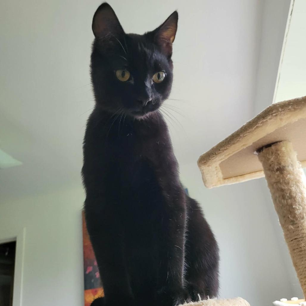 Enlarge Ristretto, a Adoptable Domestic Short Hair in Abbotsford, BC image 1/6