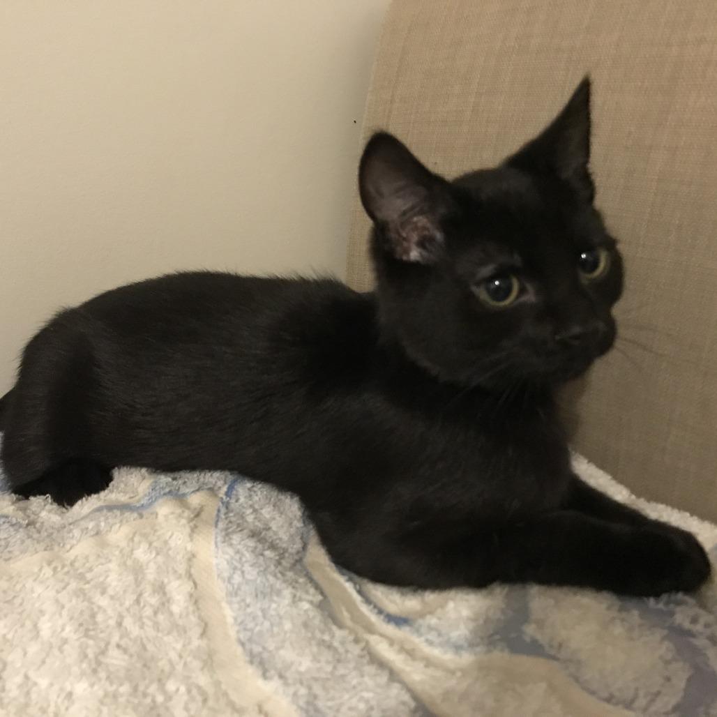 Enlarge Ristretto, a Adoptable Domestic Short Hair in Abbotsford, BC image 3/6