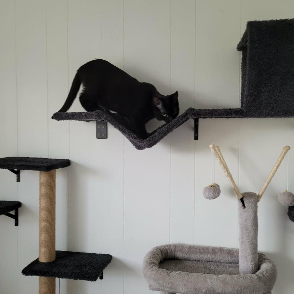 Enlarge Ristretto, a Adoptable Domestic Short Hair in Abbotsford, BC image 4/6