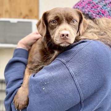 Enlarge Brownie, a Adoptable mixed breed in Fresno, CA image 1/1