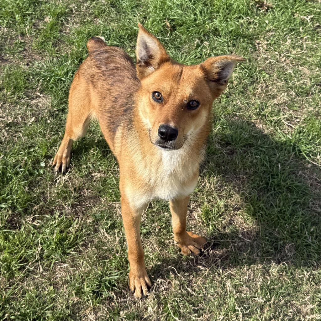 Enlarge Ziggy, a Adoptable mixed breed in Brenham, TX image 2/6