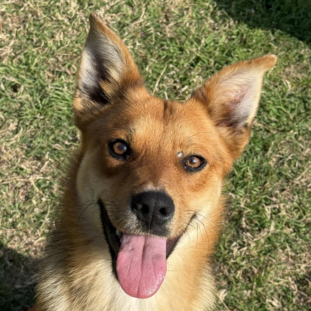 Enlarge Ziggy, a Adoptable mixed breed in Brenham, TX image 1/6