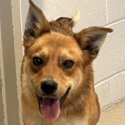 Enlarge Ziggy, a Adoptable mixed breed in Brenham, TX image 3/6